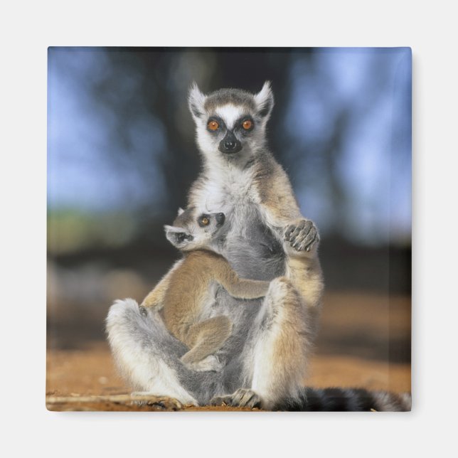 Íman Lêmure-de-cauda-anelada, (Lemur catta), Mãe e (Frente)