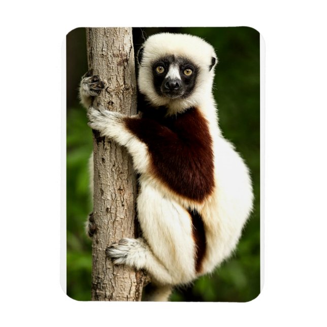 Íman Lêmure Sifaka na Floresta de Madagascar (Vertical)