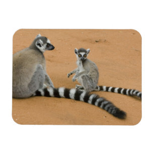 Íman Lêmures-de-cauda-anelada, (Lemur catta), Berenty