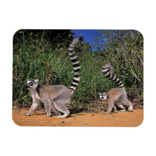 Íman Lêmures-de-cauda-anelada (Lemur Catta), Berenty