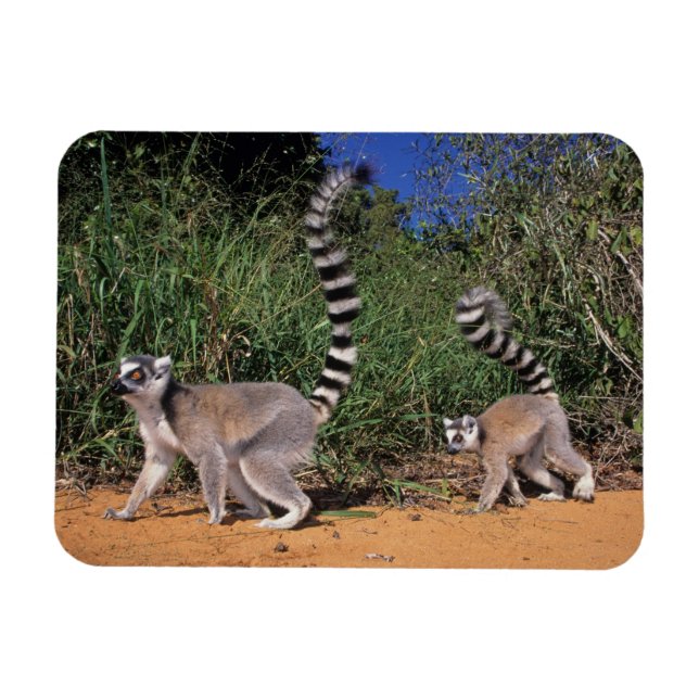 Íman Lêmures-de-cauda-anelada (Lemur Catta), Berenty (Horizontal)