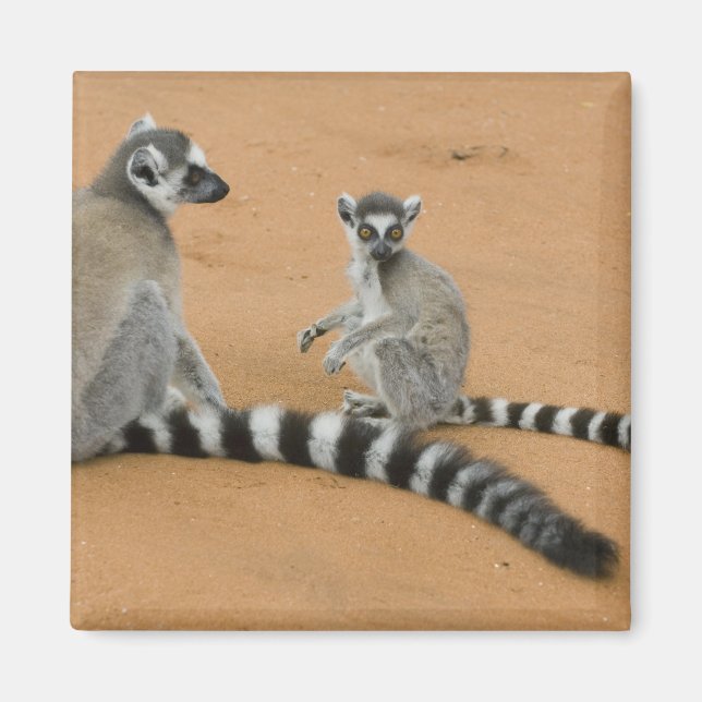 Íman Lêmures-de-cauda-anelada, (Lemur catta), Berenty (Frente)