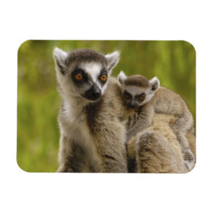 Íman Lêmures-de-cauda-anelada (Lemur catta) Mãe e filho