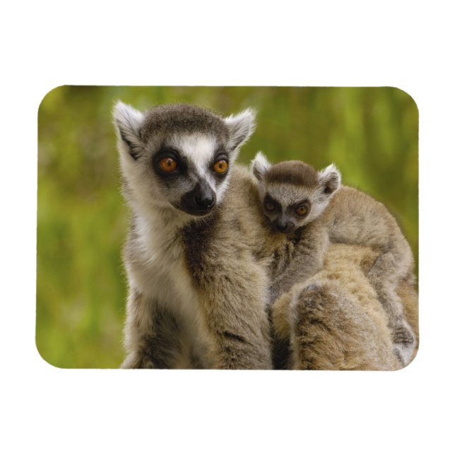 Íman Lêmures-de-cauda-anelada (Lemur catta) Mãe e filho (Horizontal)