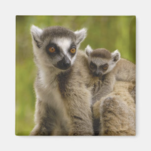 Íman Lêmures-de-cauda-anelada (Lemur catta) Mãe e filho