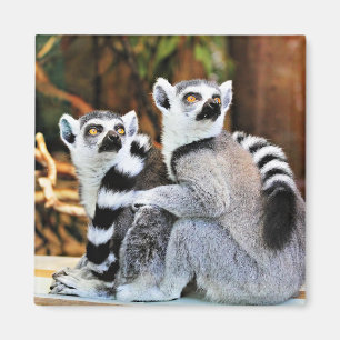 Íman Lemurs adoráveis