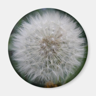 Íman Lendo Lâmpada de Flor Dandelion