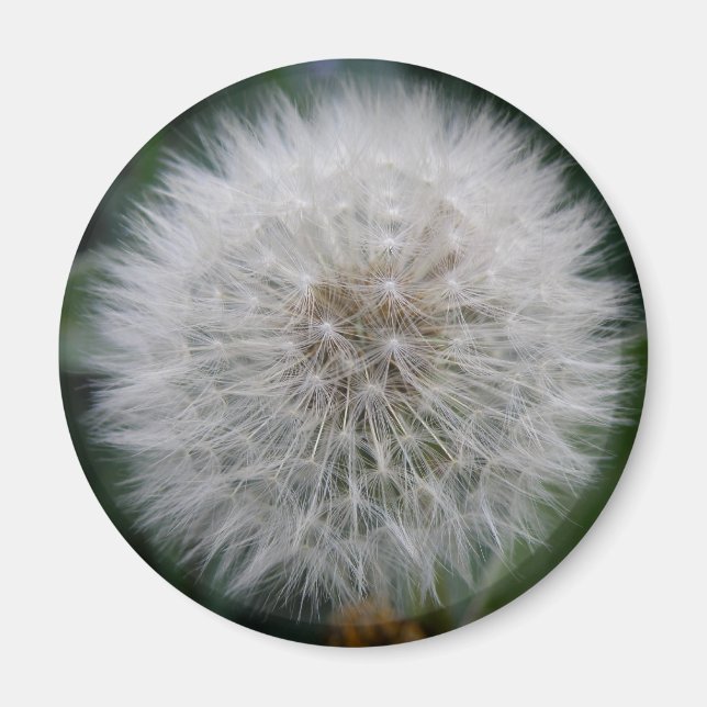 Íman Lendo Lâmpada de Flor Dandelion (Frente)