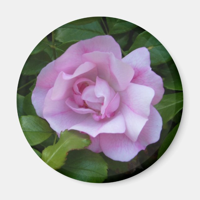 Íman Lente rosa pálido (Frente)