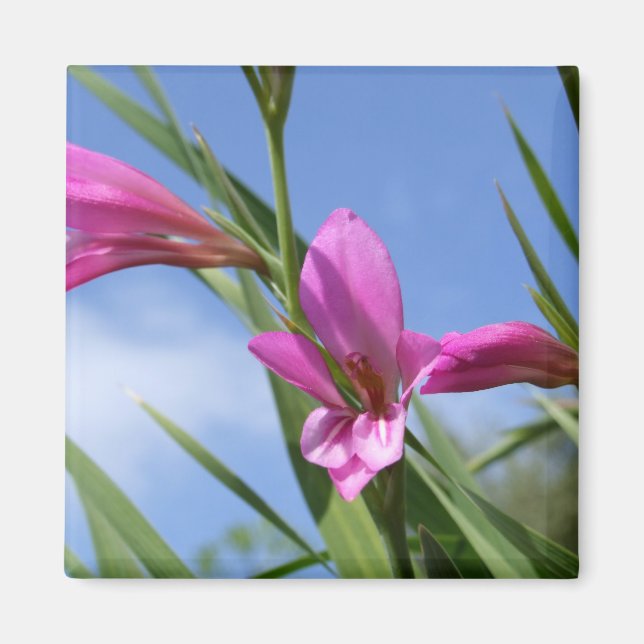 Íman Lentidão rosa - Lente-rosa - Cena (Frente)