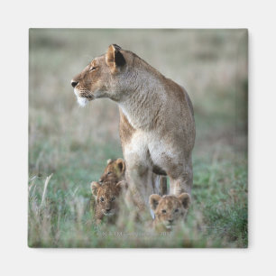 Íman Leoa (Panthera leo) e filhotes, Masai Mara