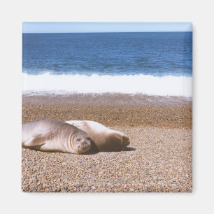 Íman Leões de mar que descansam na praia