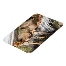 Íman Leões Do Mar Deitados Nas Rochas