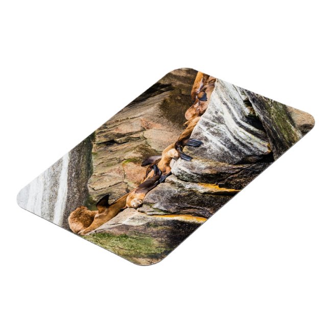 Íman Leões Do Mar Deitados Nas Rochas (Left Side)