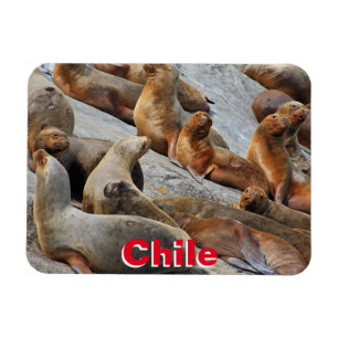 Íman Leões marinhos na Patagônia, Chile
