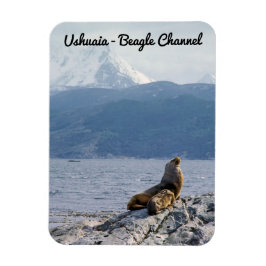Íman Leões marinhos no canal do beagle - Argentina