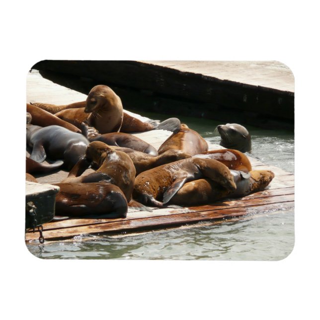 Íman Leões Marinhos Tomando Sol em São Francisco (Horizontal)