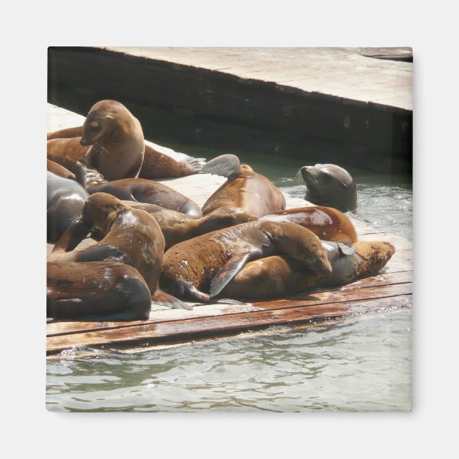 Íman Leões Marinhos Tomando Sol em São Francisco (Frente)