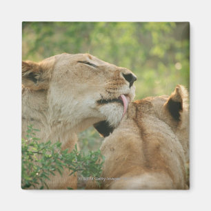 Íman Leões, Panthera leo que prepara, África do Sul