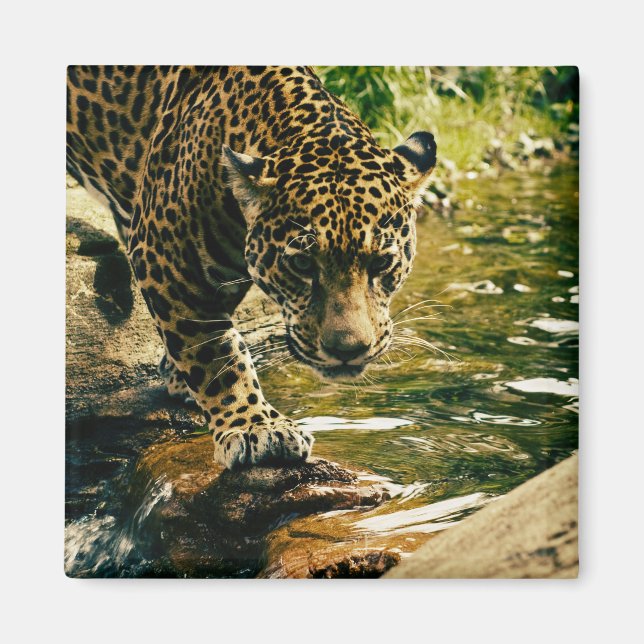 Íman Leopard Crossing a Stream Photograph (Frente)