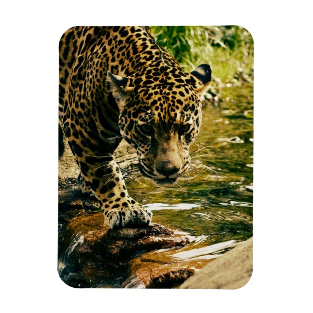 Íman Leopard Cruzando uma Fotografia de Fluxo (Vertical)