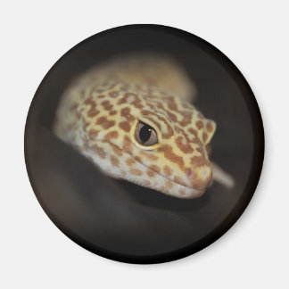 Íman Leopard Gecko Magnet