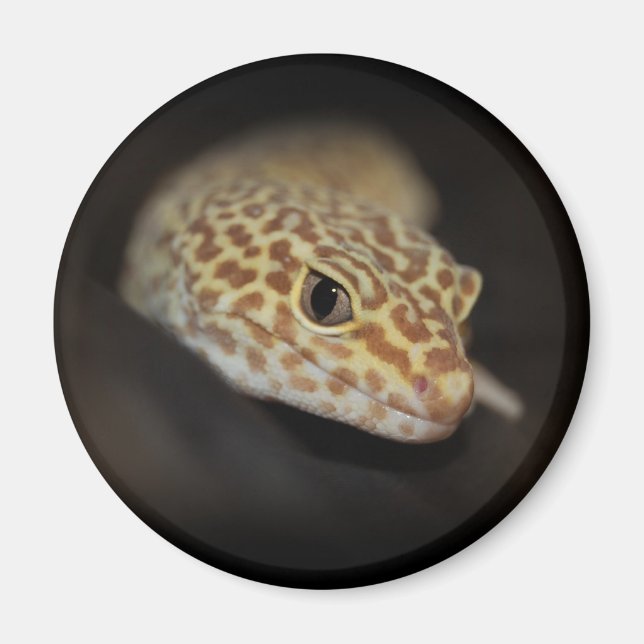 Íman Leopard Gecko Magnet (Frente)