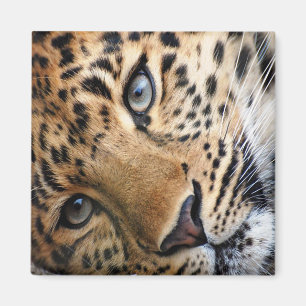 Íman Leopardo