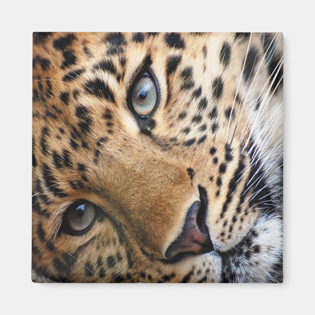 Íman Leopardo (Frente)