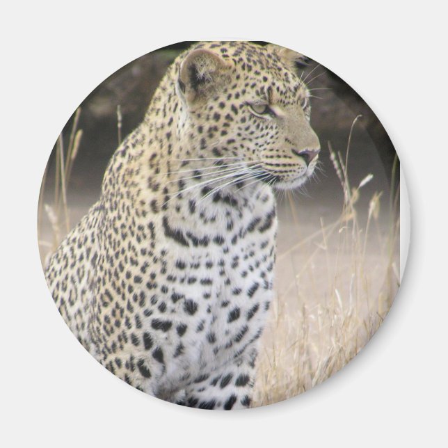 Íman leopardo (Frente)