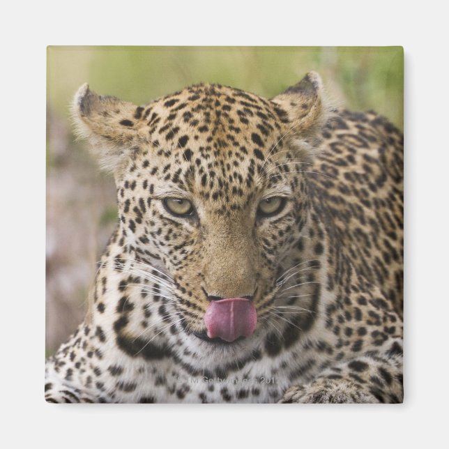 Íman Leopardo (Frente)