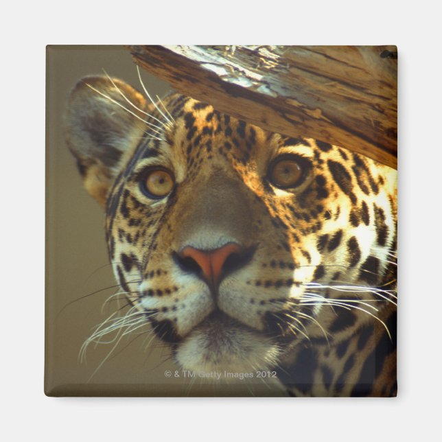 Íman leopardo 2 (Frente)