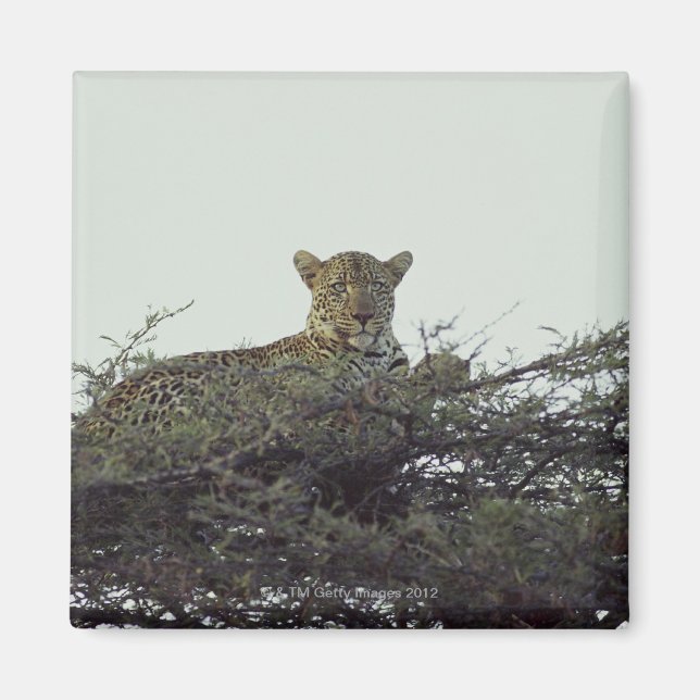Íman leopardo africano (Frente)