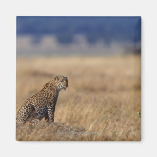 Íman Leopardo africano nas pastagem, Kenya, África