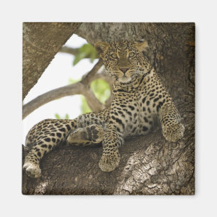 Íman Leopardo Africano, Panthera pardus
