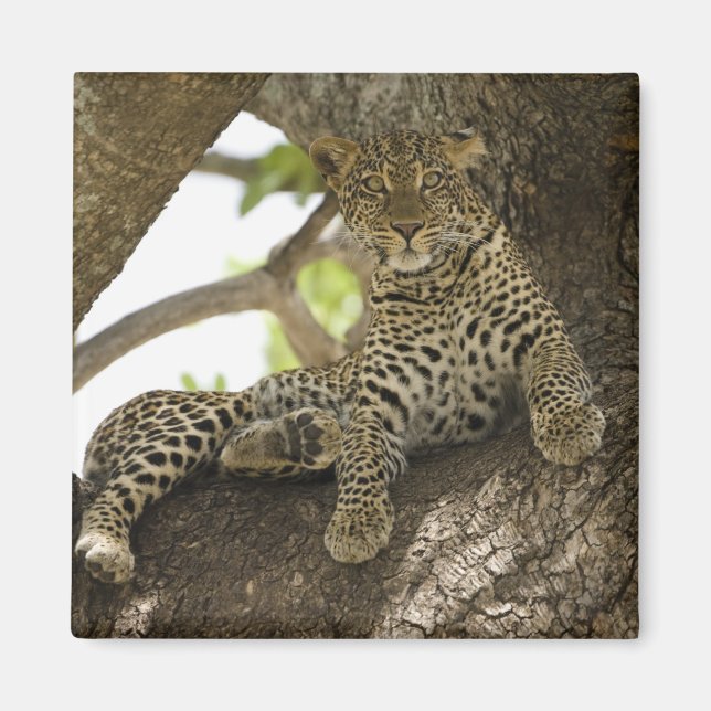 Íman Leopardo Africano, Panthera pardus (Frente)