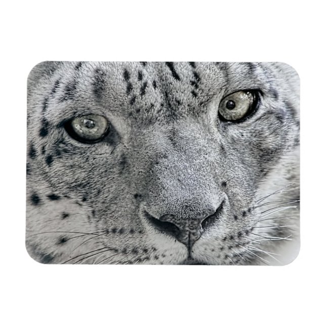 Íman Leopardo branco exótico (Horizontal)