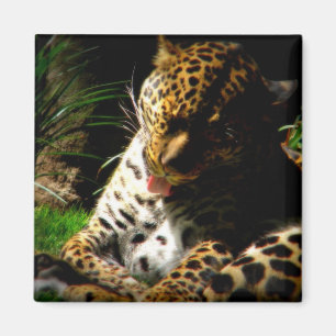 Íman Leopardo da Baía