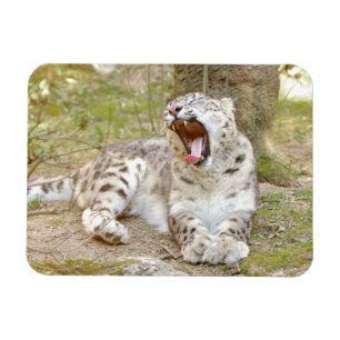 Íman Leopardo-da-neve do gato fotográfico flexível e