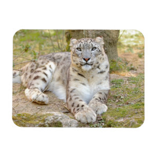 Íman Leopardo-da-neve do gato fotográfico flexível e 