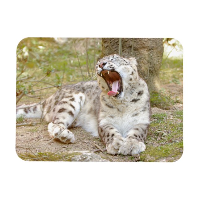 Íman Leopardo-da-neve do gato fotográfico flexível e ma (Horizontal)