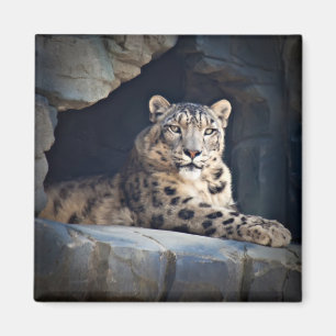Íman Leopardo de neve