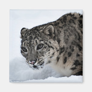 Íman Leopardo de neve