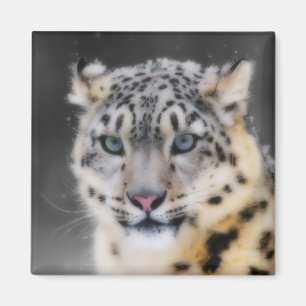 Íman Leopardo de neve