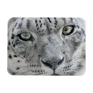 Íman Leopardo de neve branco exótico