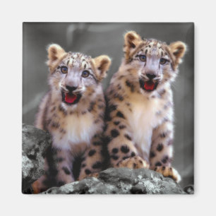 Íman Leopardo de neve Cubs