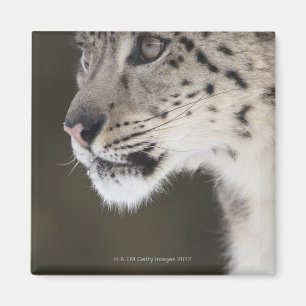 Íman Leopardo de neve (uncia de Uncia)