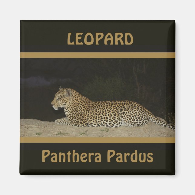 Íman Leopardo deitado sobre ímanes da vida selvagem de  (Frente)