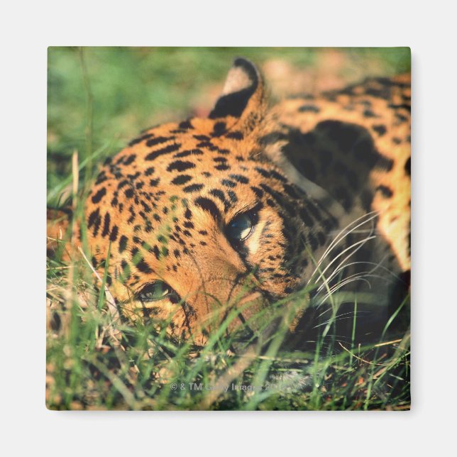 Íman Leopardo descansando na grama (Frente)