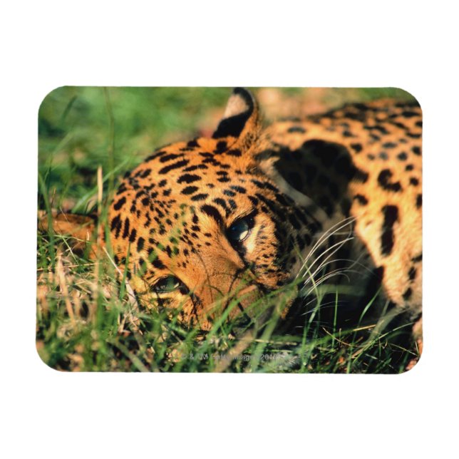 Íman Leopardo descansando na grama (Horizontal)